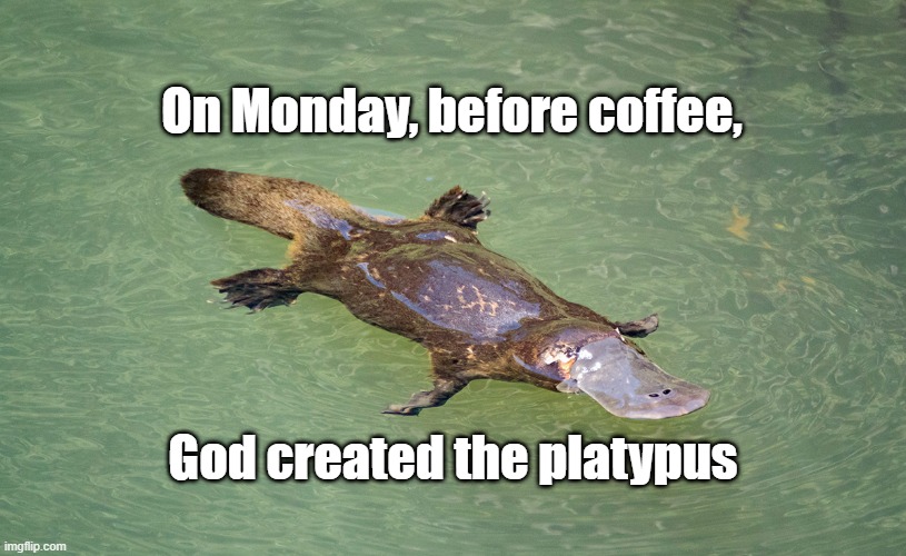 Platypus | On Monday, before coffee, God created the platypus | image tagged in funny,funny memes,animals | made w/ Imgflip meme maker