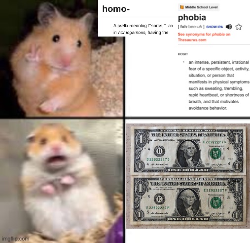 scared hamster | image tagged in scared hamster | made w/ Imgflip meme maker