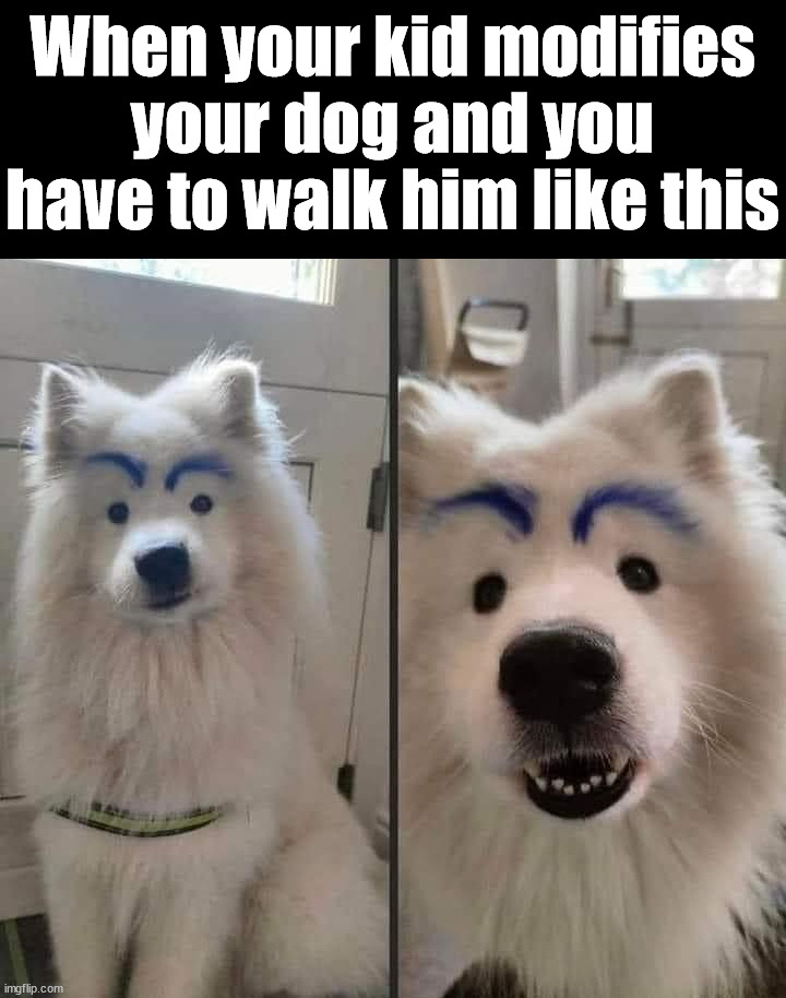 When your kid modifies your dog and you have to walk him like this | image tagged in dogs | made w/ Imgflip meme maker