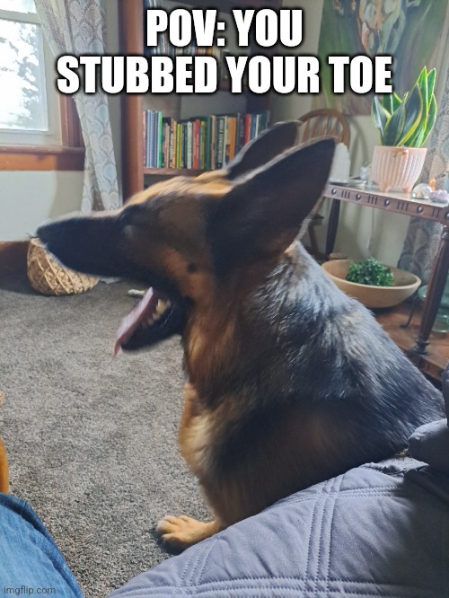 POV: YOU STUBBED YOUR TOE | image tagged in dog,doge,stubbed toe | made w/ Imgflip meme maker