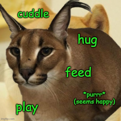 What do I want to do if I had a Floppa | cuddle; hug; feed; *purrr* (seems happy); play | image tagged in memes,doge | made w/ Imgflip meme maker