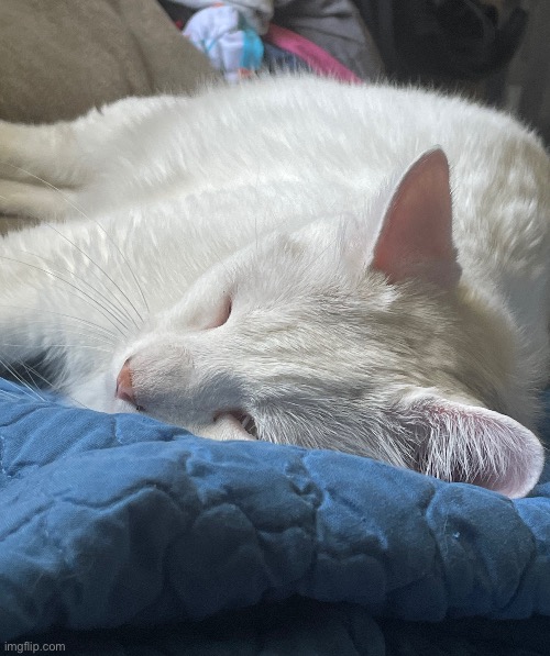 Skornke scrunchle | made w/ Imgflip meme maker