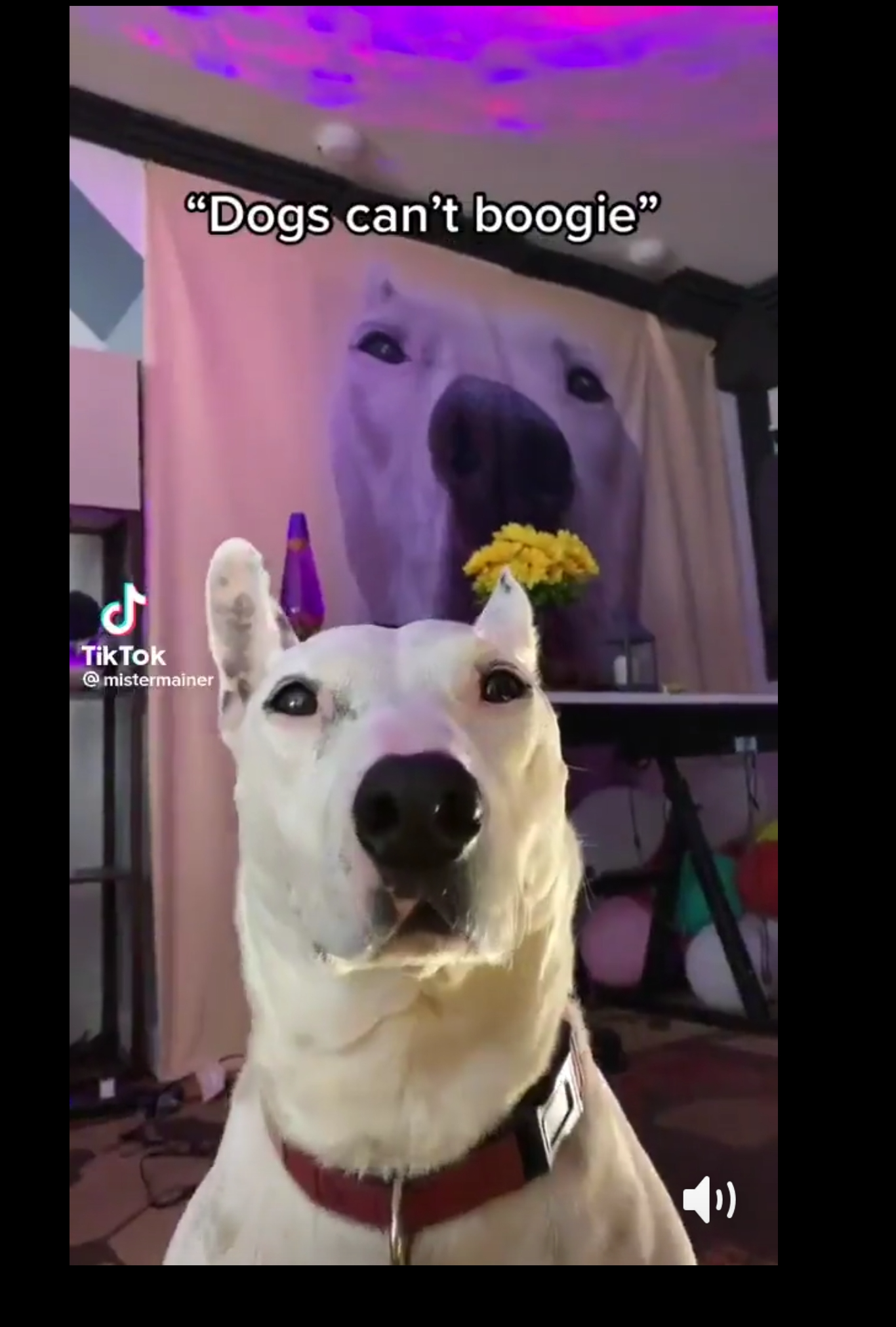 High Quality Dog that can't boogie Blank Meme Template