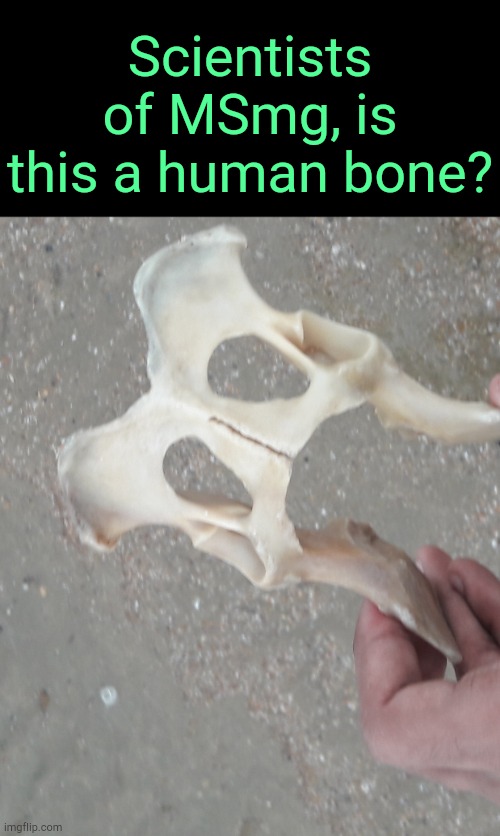 . | Scientists of MSmg, is this a human bone? | made w/ Imgflip meme maker