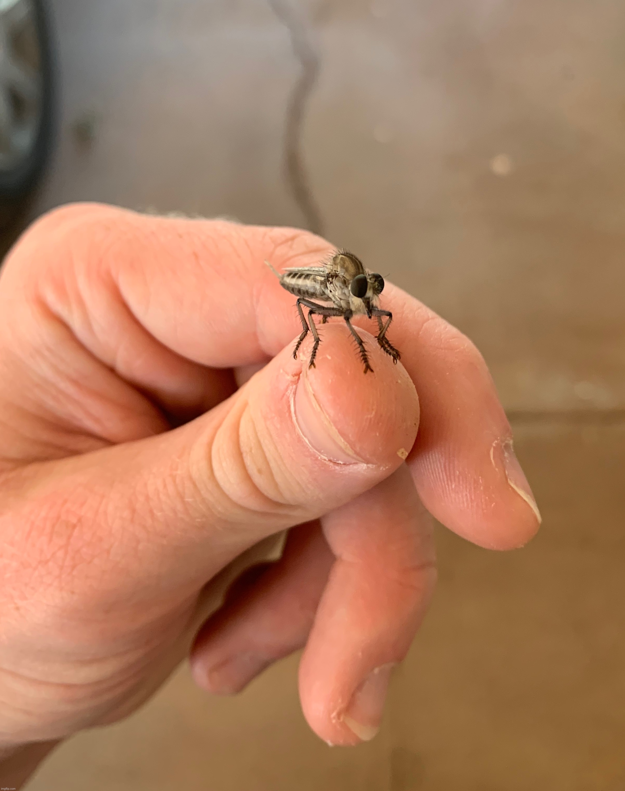Robber fly | made w/ Imgflip meme maker