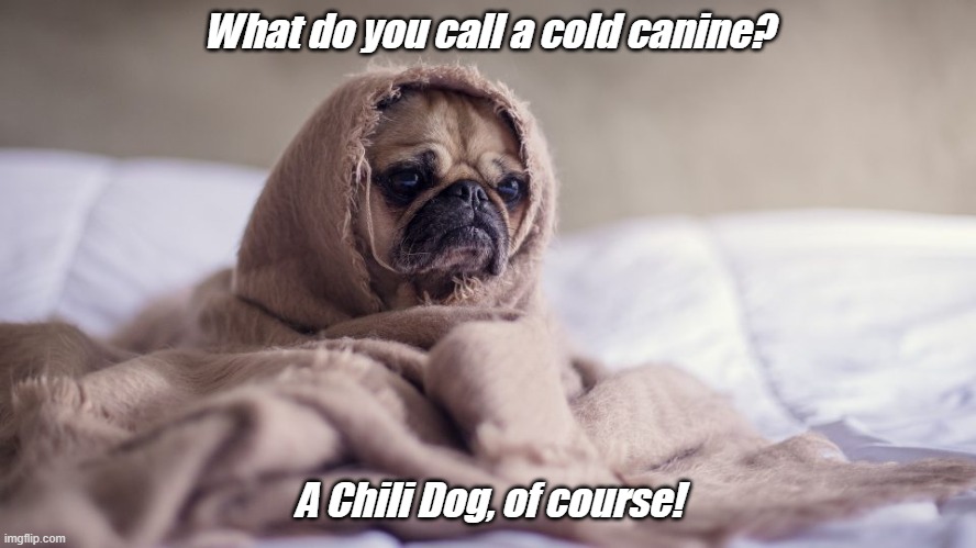 Dad Joke for Father's Day! | What do you call a cold canine? A Chili Dog, of course! | image tagged in dad joke dog,cold canine,chili dog | made w/ Imgflip meme maker