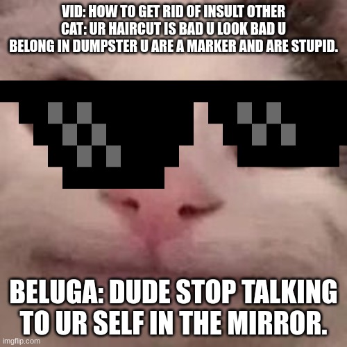 beluga looking nice | VID: HOW TO GET RID OF INSULT OTHER CAT: UR HAIRCUT IS BAD U LOOK BAD U BELONG IN DUMPSTER U ARE A MARKER AND ARE STUPID. BELUGA: DUDE STOP TALKING TO UR SELF IN THE MIRROR. | image tagged in cats | made w/ Imgflip meme maker