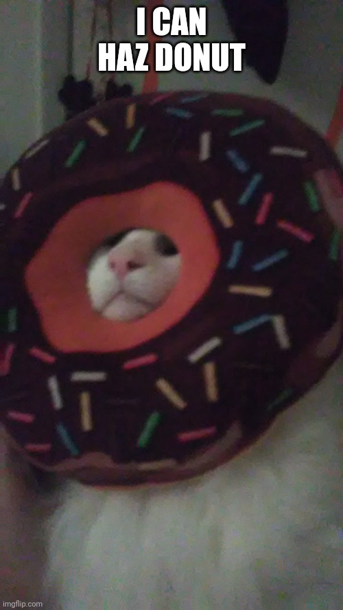 Donut cat | I CAN HAZ DONUT | image tagged in donut cat | made w/ Imgflip meme maker