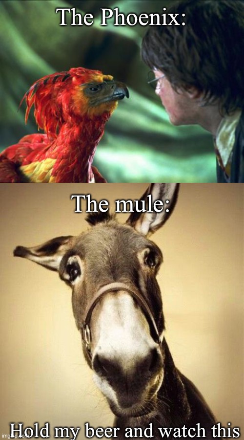 Resurrected animals | The Phoenix:; The mule:; Hold my beer and watch this | image tagged in phoenix harry potter,mule,the phoenix,resurrection | made w/ Imgflip meme maker