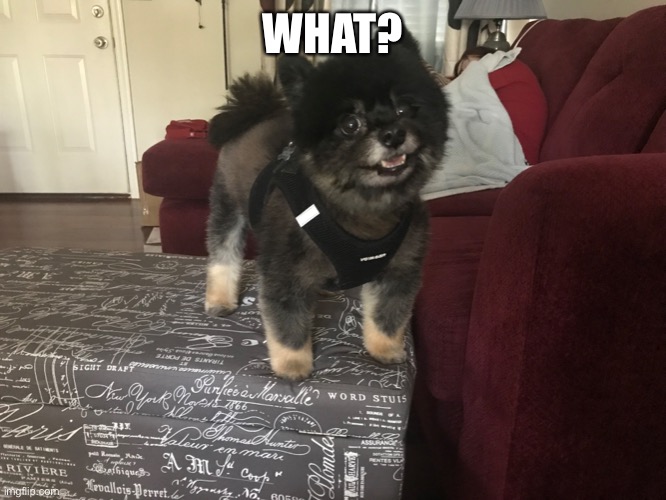 WHAT? | image tagged in dogs | made w/ Imgflip meme maker