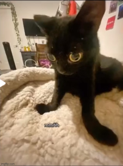 mmñh | image tagged in mmnh 2 | made w/ Imgflip meme maker