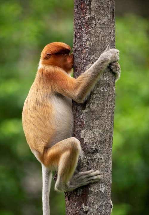 Proboscis Monkey. Photo credit: Jakob Hodan | image tagged in awesome,pics,photography | made w/ Imgflip meme maker