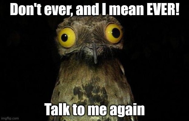Weird Stuff I Do Potoo Meme | Don't ever, and I mean EVER! Talk to me again | image tagged in memes,weird stuff i do potoo | made w/ Imgflip meme maker