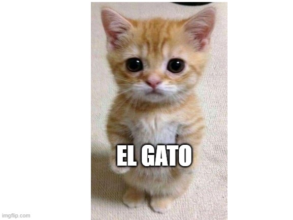EL GATO | EL GATO | image tagged in blank white template | made w/ Imgflip meme maker