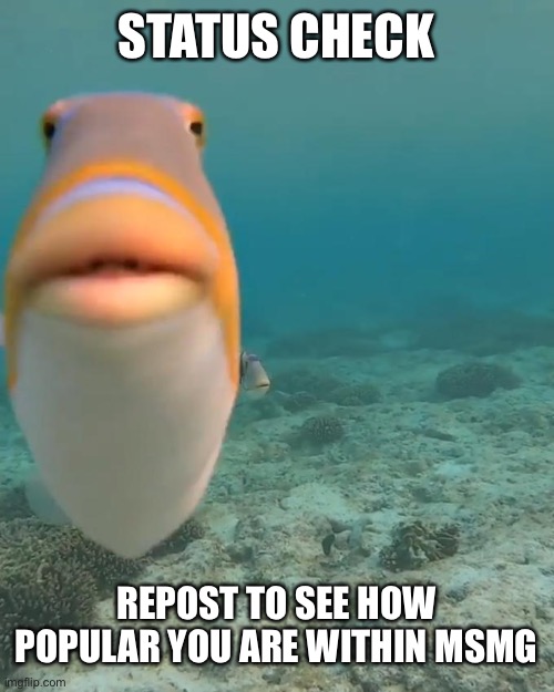 h | STATUS CHECK; REPOST TO SEE HOW POPULAR YOU ARE WITHIN MSMG | image tagged in staring fish | made w/ Imgflip meme maker