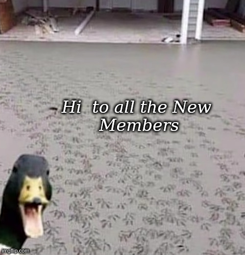 Hi to all the New Members | Hi  to all the New 
Members | image tagged in duck making imprints in fresh cement,hello | made w/ Imgflip meme maker