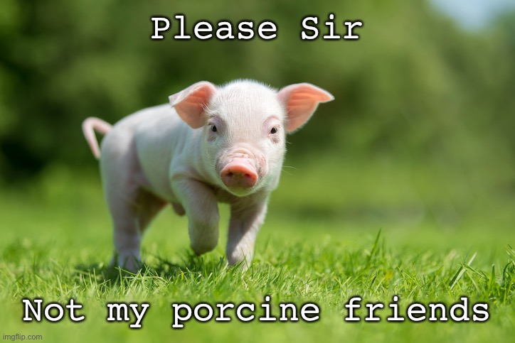 Little Pig | Please Sir Not my porcine friends | image tagged in little pig | made w/ Imgflip meme maker