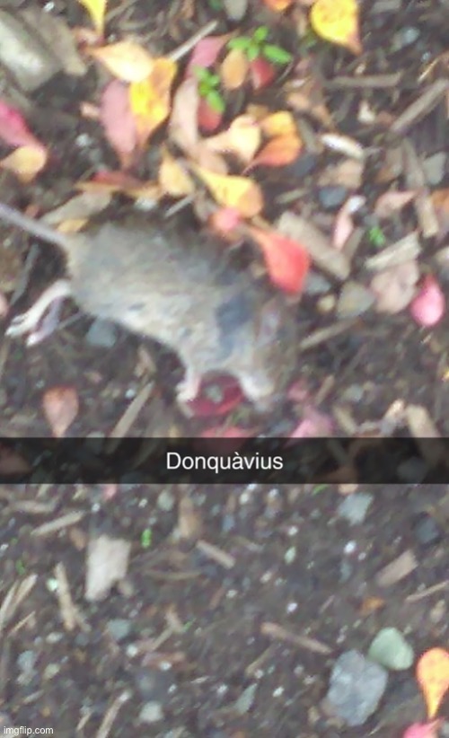 Donquavius | image tagged in donquavius | made w/ Imgflip meme maker