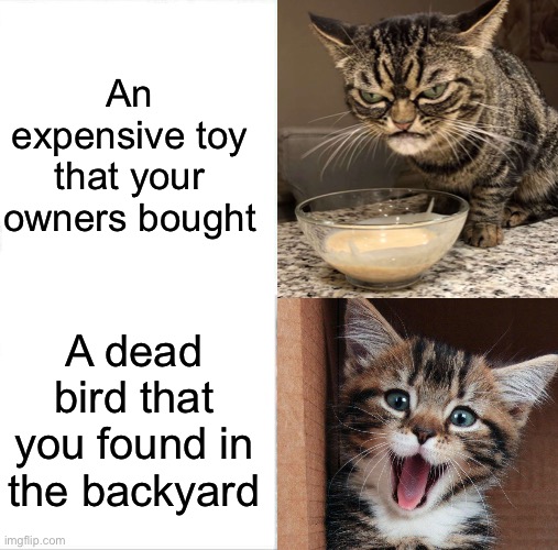Cats. We’ll never understand them. |  An expensive toy that your owners bought; A dead bird that you found in the backyard | image tagged in funny,memes,relatable,animals,cats,grumpy cat | made w/ Imgflip meme maker
