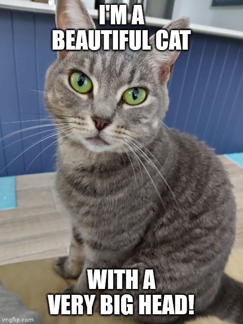 Cat with a big head | I'M A BEAUTIFUL CAT; WITH A VERY BIG HEAD! | image tagged in funny cats,cats | made w/ Imgflip meme maker