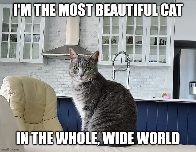 I'm the most beautiful cat | I'M THE MOST BEAUTIFUL CAT; IN THE WHOLE, WIDE WORLD | image tagged in cats,cute cat,the most interesting cat in the world,cat memes | made w/ Imgflip meme maker