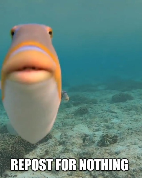 h | REPOST FOR NOTHING | image tagged in staring fish | made w/ Imgflip meme maker