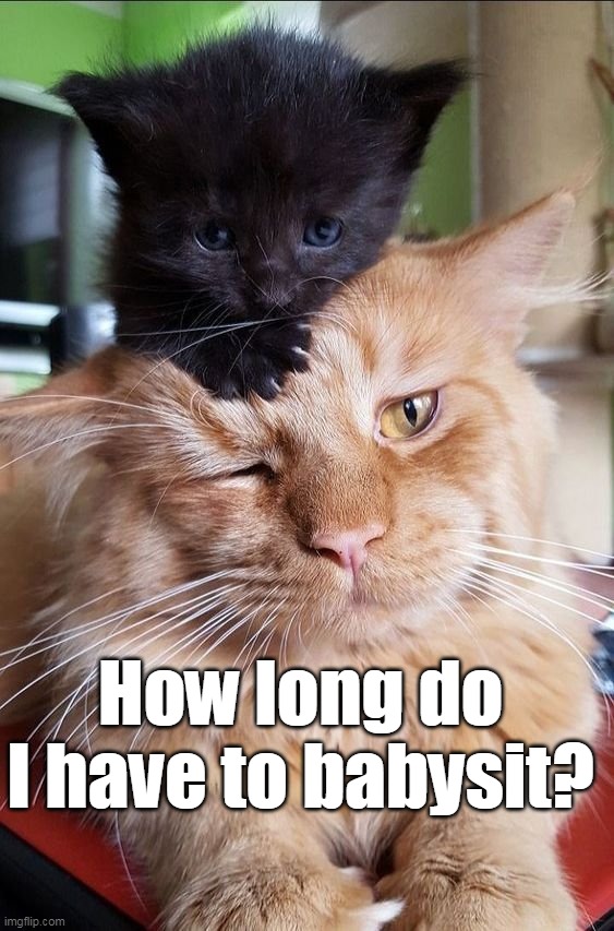 Purrfect Patience | How long do I have to babysit? | image tagged in meme,memes,humor,cat,cats | made w/ Imgflip meme maker