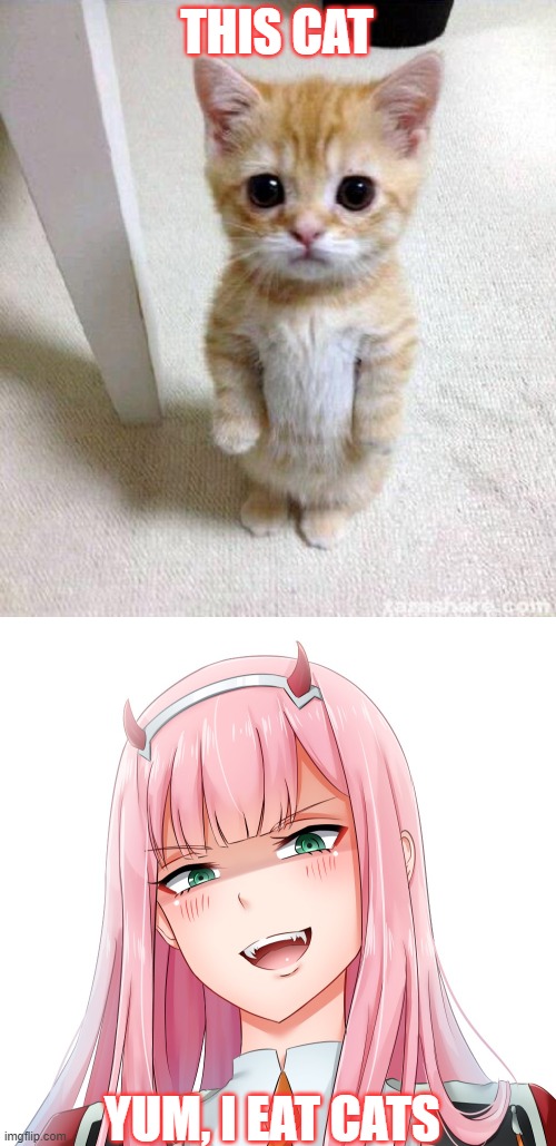 zero two eats cats | THIS CAT; YUM, I EAT CATS | image tagged in memes,cute cat,zero two | made w/ Imgflip meme maker