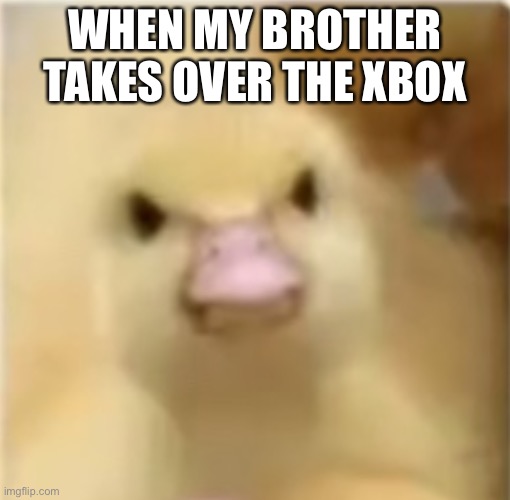 Meme | WHEN MY BROTHER TAKES OVER THE XBOX | image tagged in angry duck | made w/ Imgflip meme maker