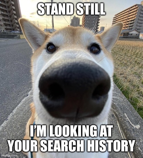 Big Nose Dog | STAND STILL; I’M LOOKING AT YOUR SEARCH HISTORY | image tagged in big nose dog | made w/ Imgflip meme maker