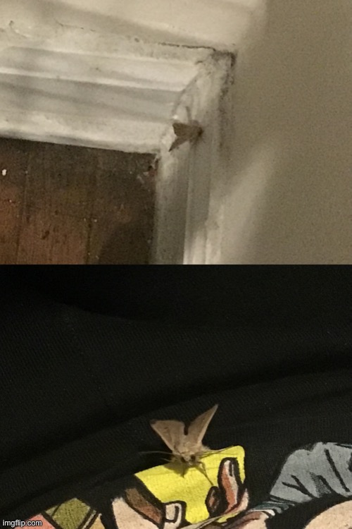 I found a moth in my house ✌️ | image tagged in moth,living rent free,why are you reading this | made w/ Imgflip meme maker