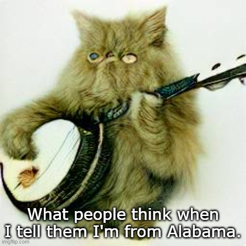 Not Like Alabama | What people think when I tell them I'm from Alabama. | image tagged in cat playing banjo,memes,cat,cats,southern | made w/ Imgflip meme maker