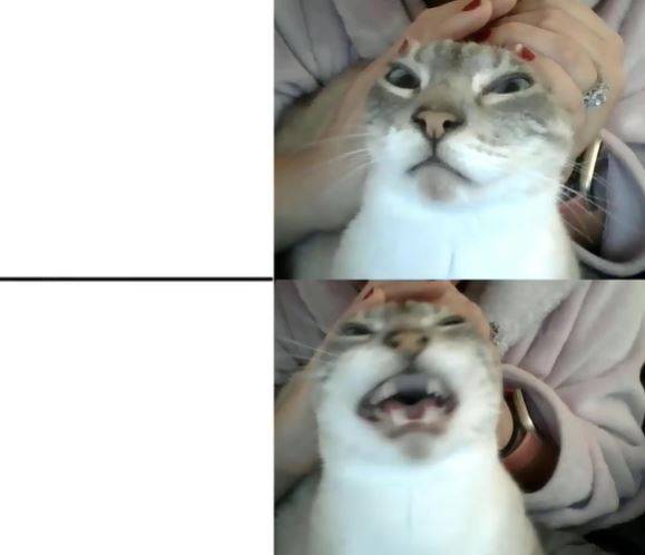 High Quality Cat "Oh no !" Blank Meme Template