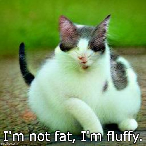 Fluffy Not Fat | I'm not fat, I'm fluffy. | image tagged in fat cat,memes,cat,cats | made w/ Imgflip meme maker