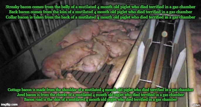 Bacon | image tagged in vegan,animal rights,bacon,pigs,piglet,meat | made w/ Imgflip meme maker