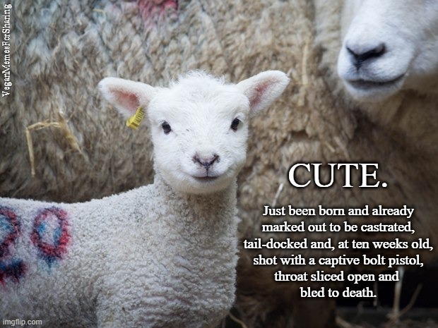 Lambs | VeganMemesForSharing; CUTE. Just been born and already
marked out to be castrated,
tail-docked and, at ten weeks old,
shot with a captive bolt pistol,
throat sliced open and 
bled to death. | image tagged in vegan,vegan memes,lamb,leg of lamb,sheep,babies | made w/ Imgflip meme maker