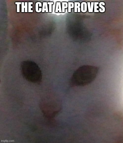 THE CAT APPROVES | made w/ Imgflip meme maker