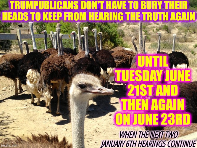 You Can't Hide From The Truth | TRUMPUBLICANS DON'T HAVE TO BURY THEIR HEADS TO KEEP FROM HEARING THE TRUTH AGAIN; UNTIL TUESDAY JUNE 21ST AND THEN AGAIN ON JUNE 23RD; WHEN THE NEXT TWO JANUARY 6TH HEARINGS CONTINUE | image tagged in memes,truth,truth justice and the american way,trumpublican terrorists lie,trumpublican propaganda,you can't handle the truth | made w/ Imgflip meme maker