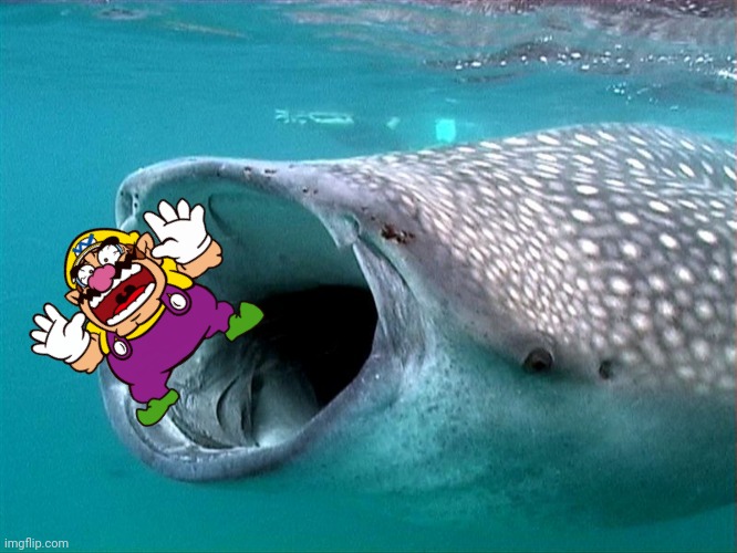 Wario gets swallowed by a Whale Shark.mp3 | image tagged in whale shark,wario dies,wario,shark,animals | made w/ Imgflip meme maker