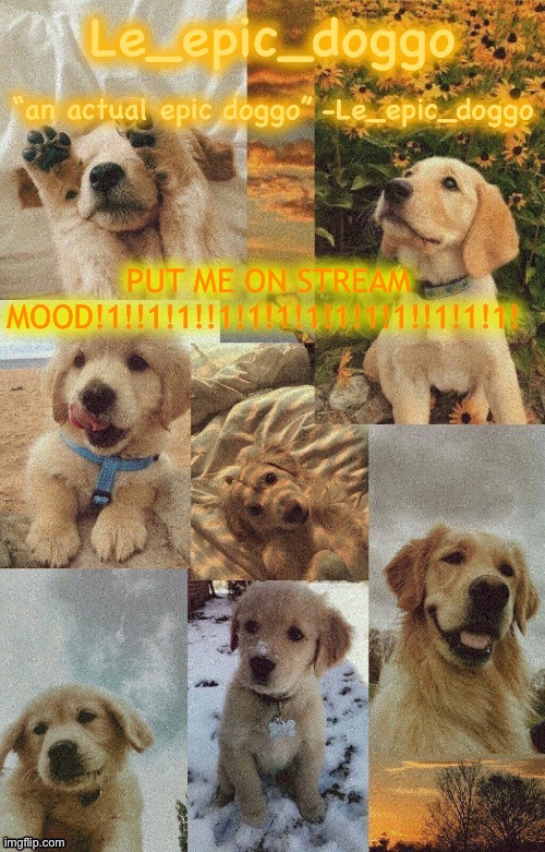 Doggo temp by doggo. Wait what that’s confusing | PUT ME ON STREAM MOOD!1!!1!1!!1!1!1!1!1!1!1!!1!1!1! | image tagged in doggo temp by doggo wait what that s confusing | made w/ Imgflip meme maker