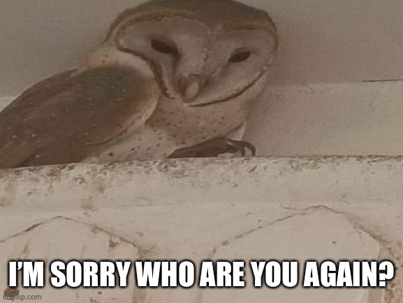 Who are you? ? | I’M SORRY WHO ARE YOU AGAIN? | image tagged in owl,who are you,bruh,bruh moment,idk,amatuers meme | made w/ Imgflip meme maker