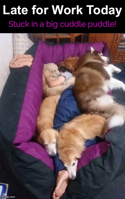 She’s Gonna Be Late again, Doggonit | Late for Work Today; Stuck in a big cuddle puddle! | image tagged in funny memes,funny dog memes,late for work | made w/ Imgflip meme maker