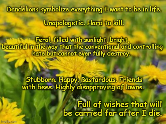 dandelions | Unapologetic. Hard to kill. Dandelions symbolize everything I want to be in life. Feral, filled with sunlight, bright, 
beautiful in the way that the conventional and controlling 
hate but cannot ever fully destroy. Stubborn. Happy. Bastardous. Friends with bees. Highly disapproving of lawns. Full of wishes that will be carried far after I die. | image tagged in memes | made w/ Imgflip meme maker