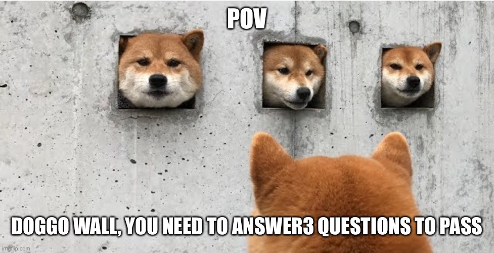 I legit don’t care about the rules | POV; DOGGO WALL, YOU NEED TO ANSWER3 QUESTIONS TO PASS | image tagged in the doge council | made w/ Imgflip meme maker