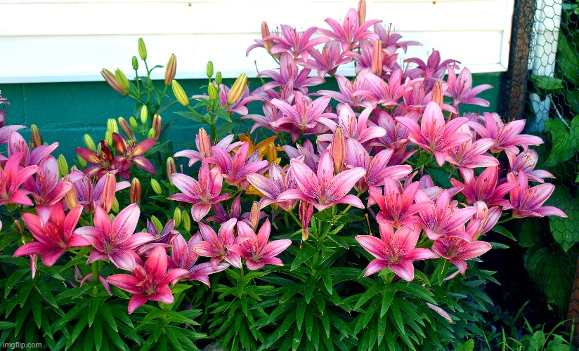 Lillies | image tagged in flowers,lillies | made w/ Imgflip meme maker