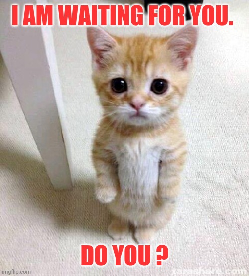 Cute Cat Meme | I AM WAITING FOR YOU. DO YOU ? | image tagged in memes,cute cat | made w/ Imgflip meme maker