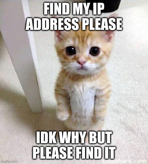 FIND MY IP ADRESS NOWWWWW!!! | FIND MY IP ADDRESS PLEASE; IDK WHY BUT PLEASE FIND IT | image tagged in memes,cute cat,ip,adress,ahhdhsdkasdn | made w/ Imgflip meme maker