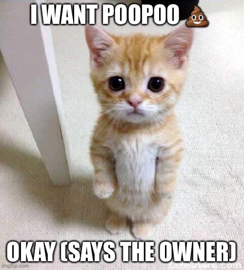 Boi | I WANT POOPOO 💩; OKAY (SAYS THE OWNER) | image tagged in memes,cute cat | made w/ Imgflip meme maker