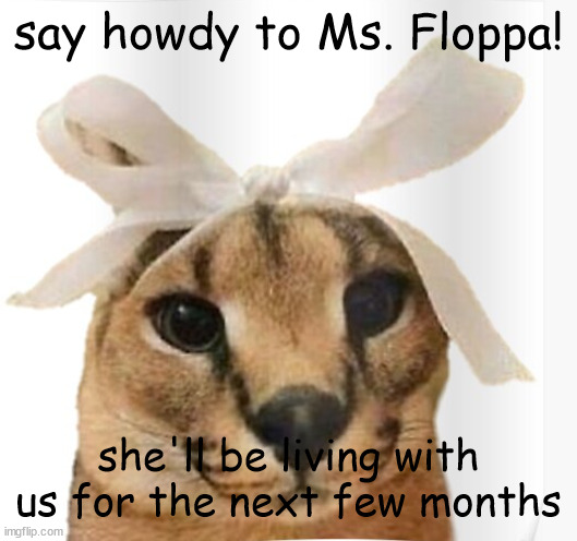 a new family member in the goofy ahh family | say howdy to Ms. Floppa! she'll be living with us for the next few months | image tagged in miss floppa | made w/ Imgflip meme maker