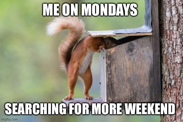 There's got to be more somewhere! |  ME ON MONDAYS; SEARCHING FOR MORE WEEKEND | image tagged in funny,mondays,awesome | made w/ Imgflip meme maker